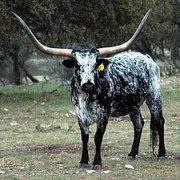 Longhorn